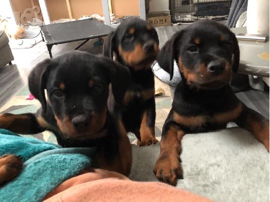 Κουτάβια Rottweiler, έτοιμα να φύγουν τώρα, μόνο 2 αγόρια...